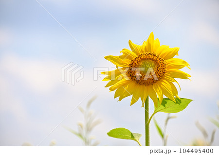 夏の花ひまわり 104495400