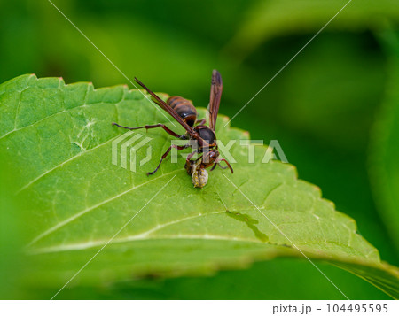 イモムシを捕食するキボシアシナガバチ 104495595