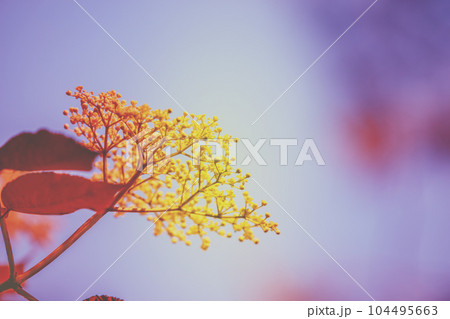 Branch of blossoming elder (Sambucus) flowers against the sky. Vintage color. Nature background. Elderberry bush 104495663