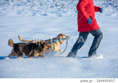 Man with two dogs walks on the snowy field. A yellow Labrador Retriever dog leads a mongrel dog on a leash Man with two dogs walks on the snowy field. A yellow Labrador Retriever dog leads a mongrel dog on a leash 104495857