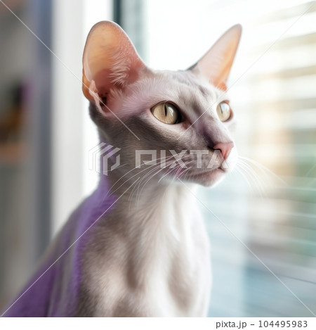 Portrait of a lilac point Oriental Shorthair cat sitting in a light lilac room beside a window. Closeup face of a beautiful Oriental Shorthair cat at home. Portrait of a pale cat looking out a window. 104495983