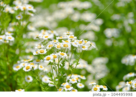 ナツシロギク 104495998