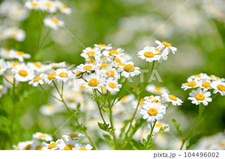 ナツシロギク 104496002