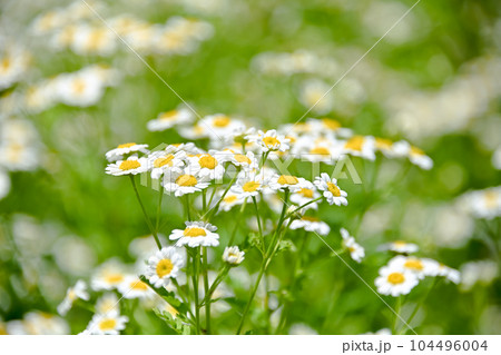 ナツシロギク 104496004