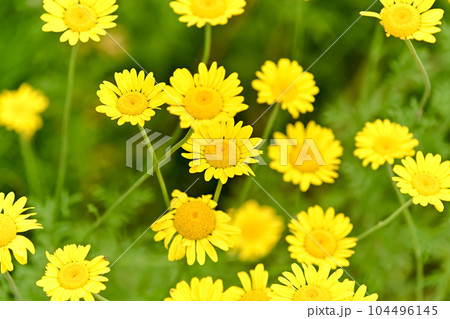 コウヤカミツレ 104496145