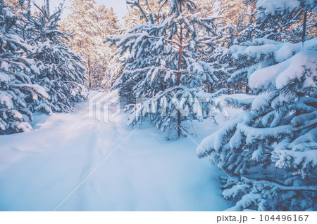 Winter landscape. Pine snowy forest. Trees covered with snow Winter landscape. Pine snowy forest. Trees covered with snow 104496167