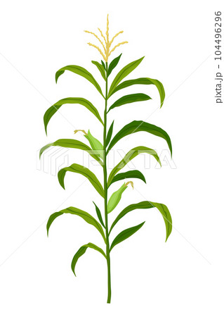Corn growing stage. Maize growth plant isolated on white background. Farm plant evolving, development stage. Planting process 104496296