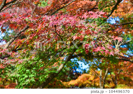 鎌倉 覚園寺の美しい紅葉 鎌倉 覚園寺の美しい紅葉 104496370