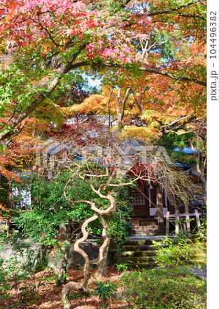 鎌倉 覚園寺の美しい紅葉 104496382