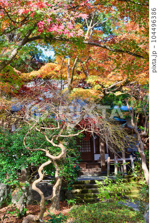 鎌倉 覚園寺の美しい紅葉 鎌倉 覚園寺の美しい紅葉 104496386