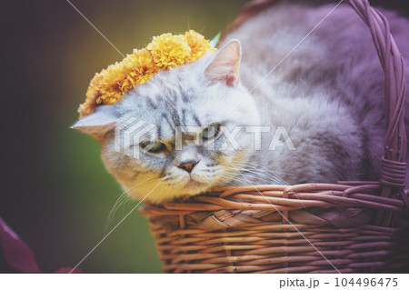 A cat crowned with a floral wreath lies in a basket in the summer garden 104496475
