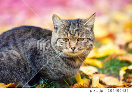 Cute gray cat sitting on the fallen leaves in the autumn garden Cute gray cat sitting on the fallen leaves in the autumn garden 104496482