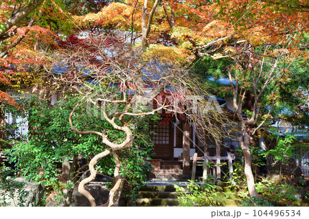 鎌倉 覚園寺の美しい紅葉 104496534