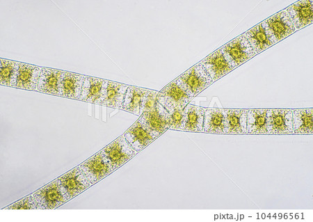 アオミドロの顕微鏡写真 104496561