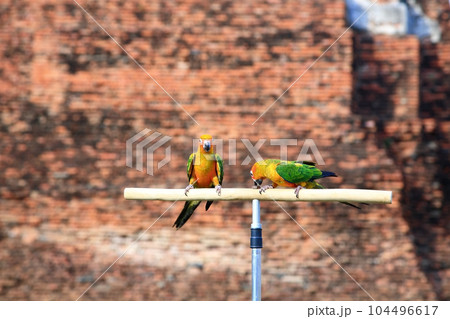 Sun parakeet parrot bird couple standing on small wooden stand 104496617