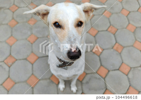 portrait of Adorable mix breed cream dog look at camera 104496618