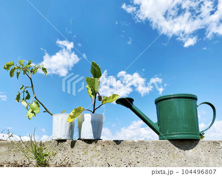 ナスとミニトマトの苗ポットとじょうろと青空 ナスとミニトマトの苗ポットとじょうろと青空 104496807