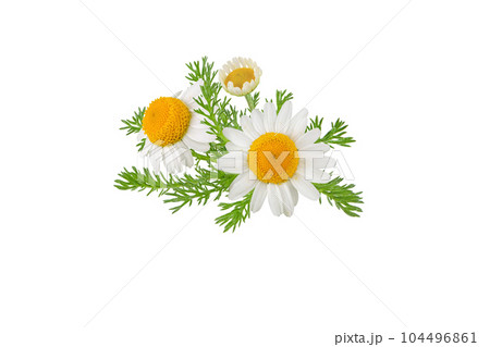 Chamomile flowers, buds and leaves bunch isolated on white 104496861