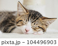 仔猫の寝顔 104496903
