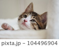 生後2ヶ月の子猫 104496904