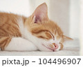 子猫の寝顔 104496907