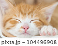 子猫の寝顔 104496908