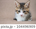 ソファに座る子猫 104496909