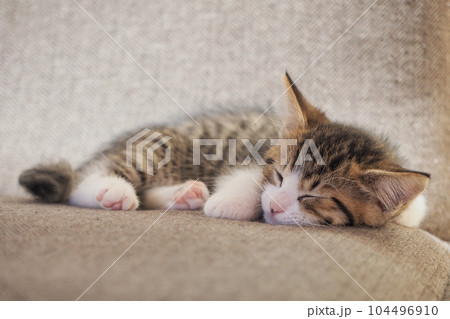 猫足こたつ♡発送は、お客様のお日にち 猫足こたつ♡発送は、お客様のお日にち - メルカリ