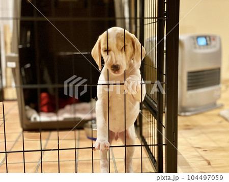 ケージの柵に顔をはさむ子犬 104497059