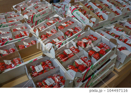 栃木県のいちご、とちおとめ。道の駅、宇都宮ろまんちっく村にて 104497116