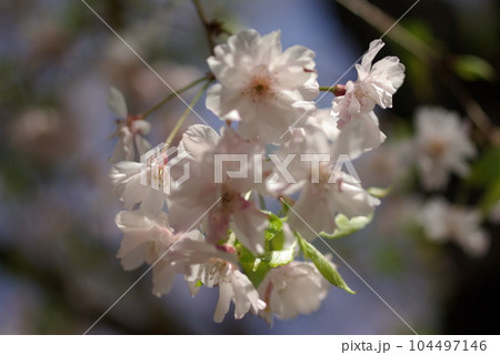 春の野草・桜 春の野草・桜 104497146