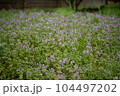 春の野草・桜 104497202