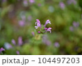 春の野草・桜 104497203