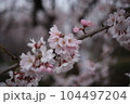 春の野草・桜 104497204