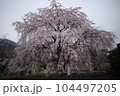 春の野草・桜 104497205