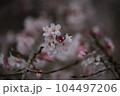春の野草・桜 104497206