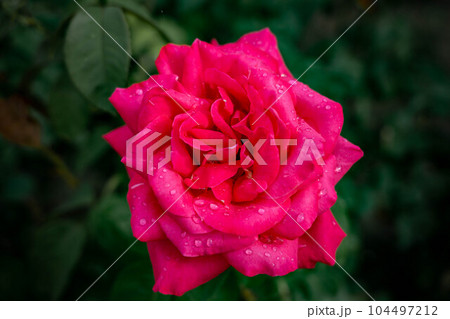 ピンクの薔薇 ピンクの薔薇 104497212