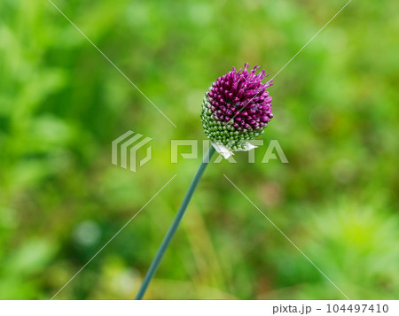 花葱の開花 花葱の開花 104497410