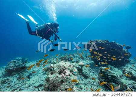 モルディブの海で泳ぐダイバー モルディブの海で泳ぐダイバー 104497875