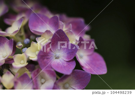 紫の紫陽花 104498239