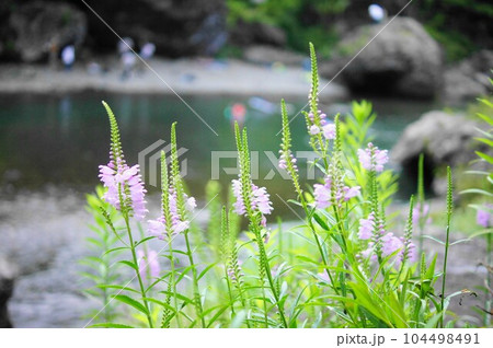 夏の御岳渓谷の花 夏の御岳渓谷の花 104498491