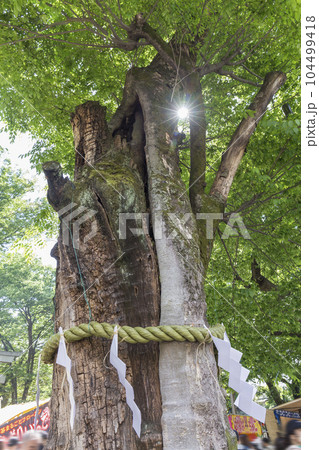 大國魂神社 けやき ご神木 名木 新緑 若葉 大國魂神社 けやき ご神木 名木 新緑 若葉 104499418