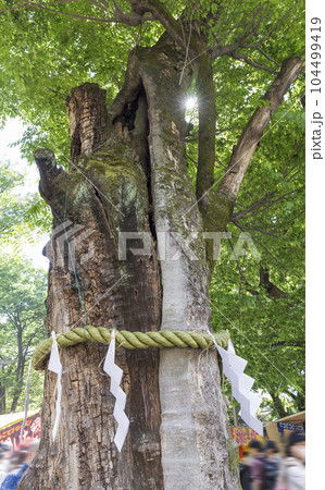大國魂神社 けやき ご神木 名木 新緑 若葉 大國魂神社 けやき ご神木 名木 新緑 若葉 104499419