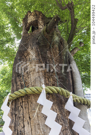 大國魂神社 けやき ご神木 名木 新緑 若葉 大國魂神社 けやき ご神木 名木 新緑 若葉 104499422