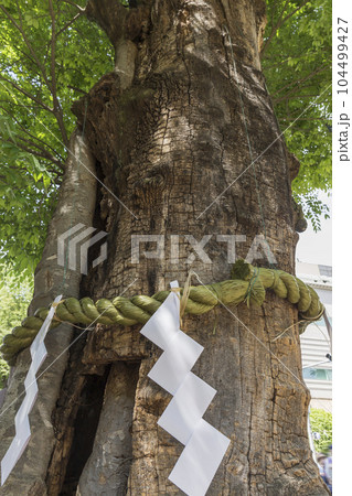 大國魂神社 けやき ご神木 名木 新緑 若葉 大國魂神社 けやき ご神木 名木 新緑 若葉 104499427