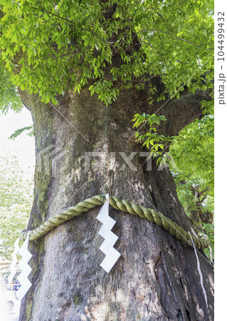 大國魂神社　けやき  ご神木　名木　新緑　若葉 104499432