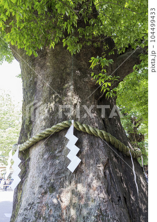 大國魂神社　けやき  ご神木　名木　新緑　若葉 104499433