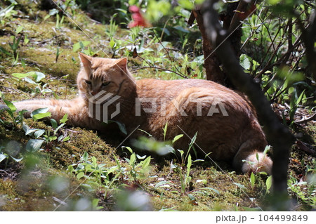 久慈琥珀博物館　エリア内で日向ぼっこしてる猫　《岩手県》 104499849