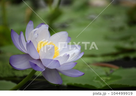 蓮の花 104499919