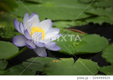 水上に咲く蓮の花 水上に咲く蓮の花 104499920